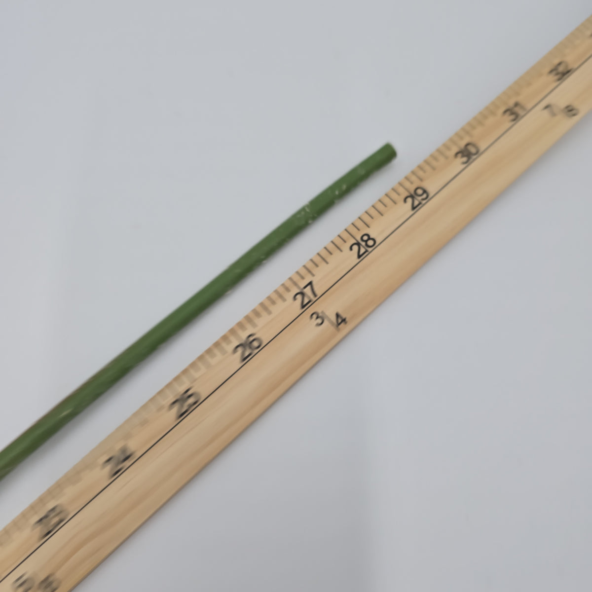 29&quot;VIBURNUM Bud--fsv001