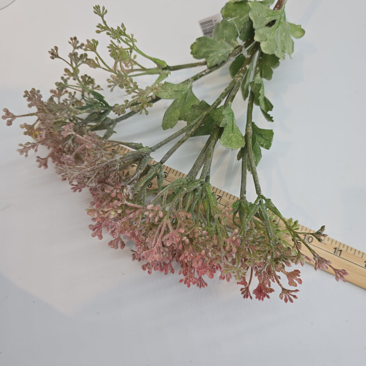 29&quot;VIBURNUM Bud--fsv001