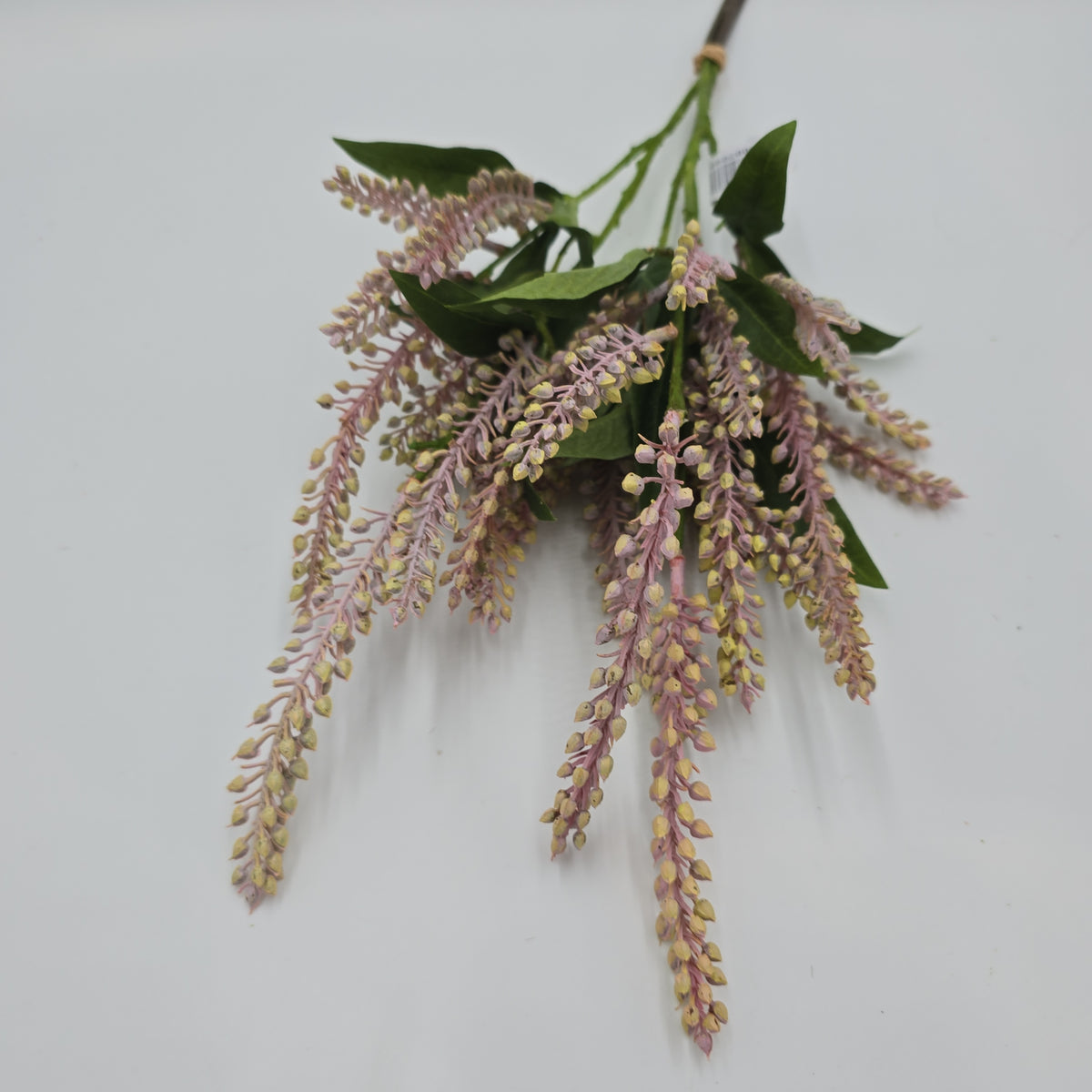 25&quot;PIERIS JAPONICA--#fsj991