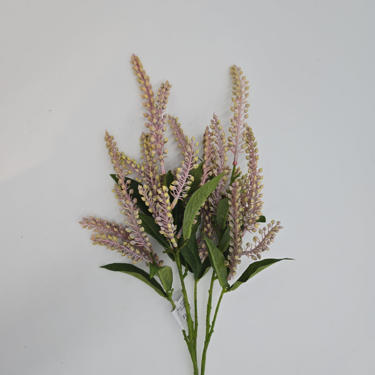 25&quot;PIERIS JAPONICA--#fsj991