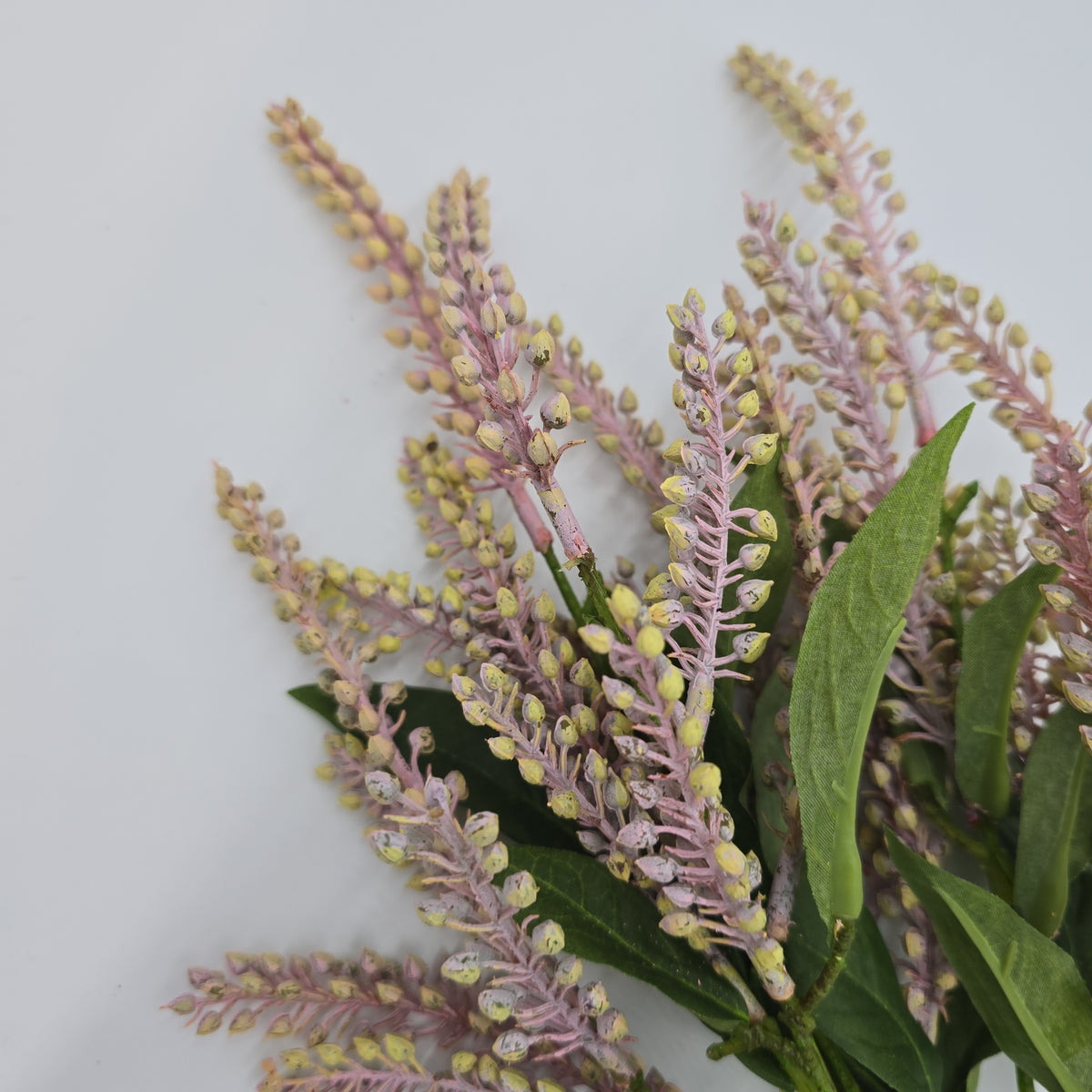 25&quot;PIERIS JAPONICA--#fsj991