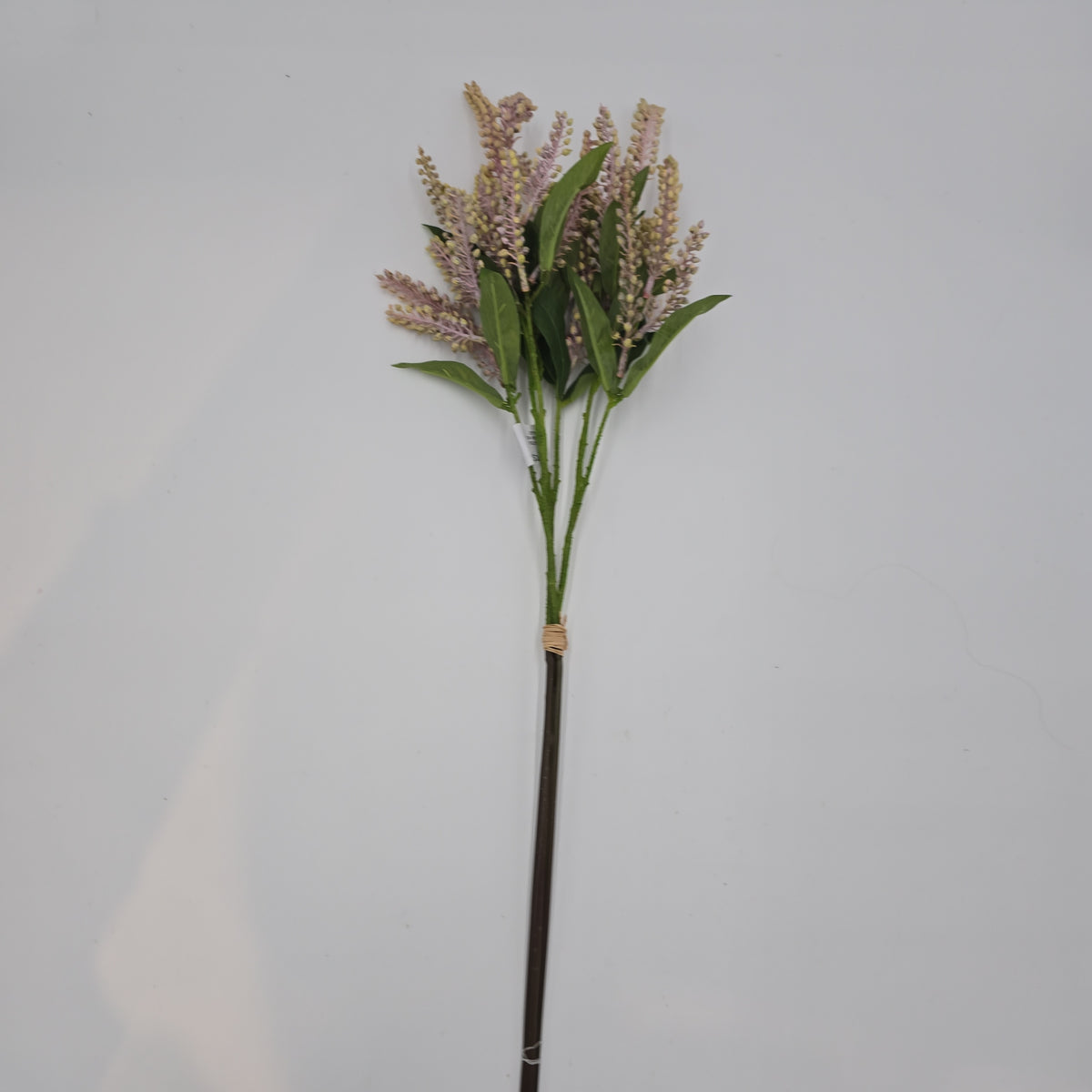 25&quot;PIERIS JAPONICA--#fsj991