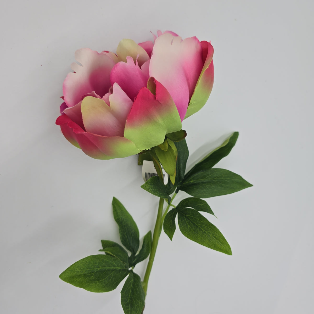 23.5&quot; Peony-fsp929-#ce/pk
