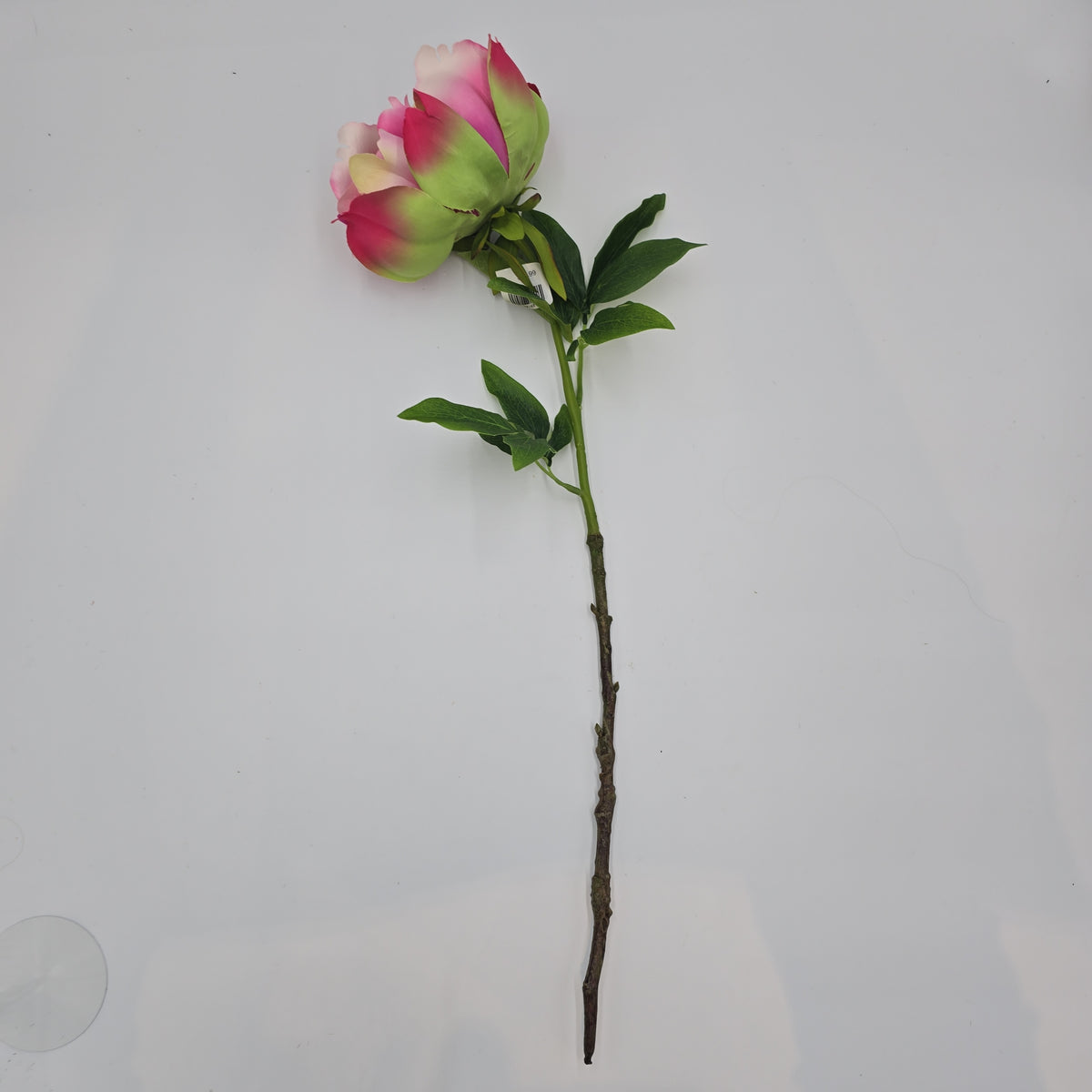 23.5&quot; Peony-fsp929-#ce/pk
