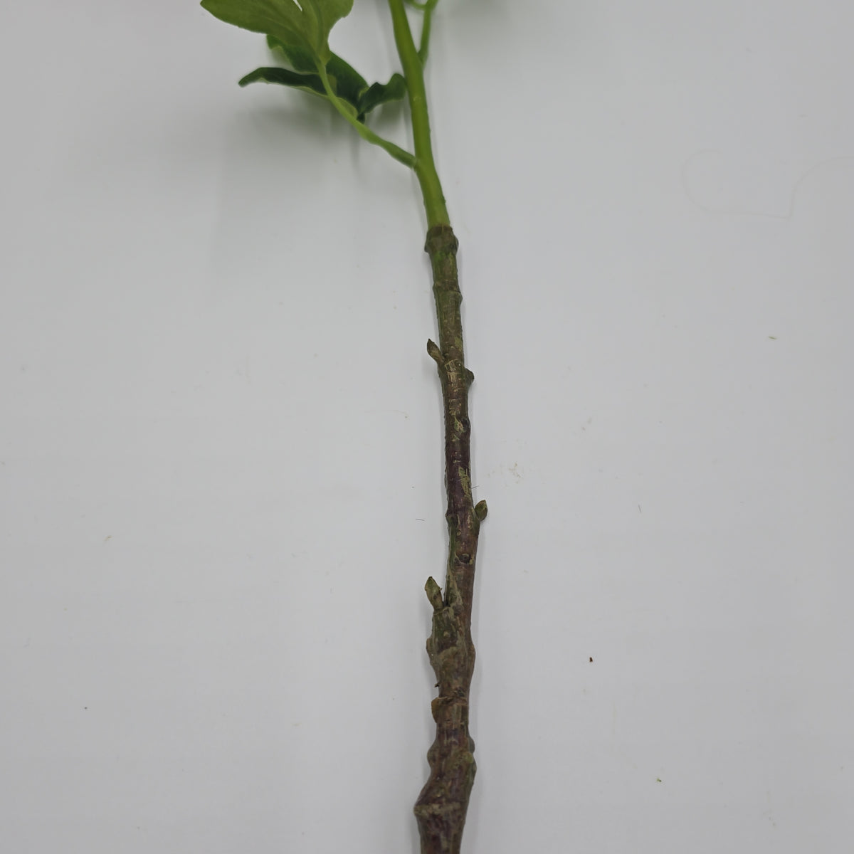 23.5&quot; Peony-fsp929-#ce/pk