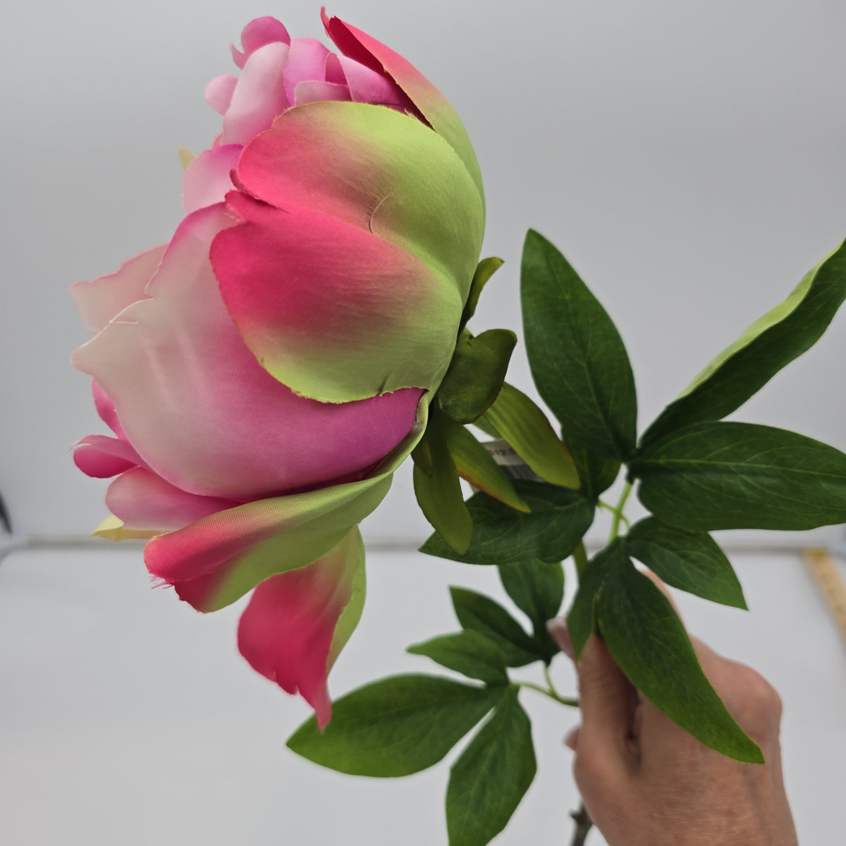 23.5&quot; Peony-fsp929-#ce/pk