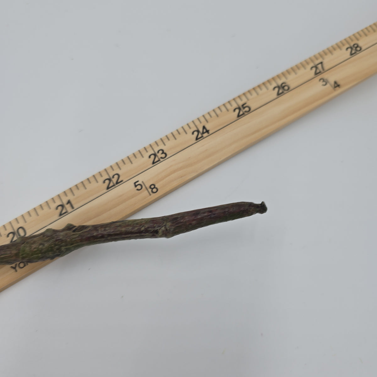 23.5&quot; Peony-fsp929-#ce/pk