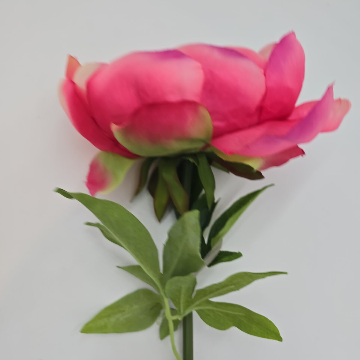 27&quot; Giant Peony-hsp235-ce/fu