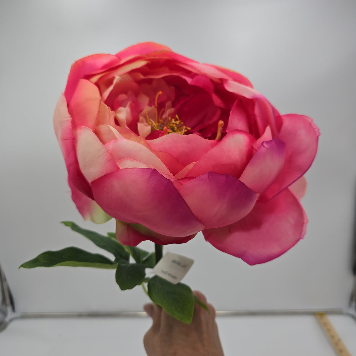 27&quot; Giant Peony-hsp235-ce/fu