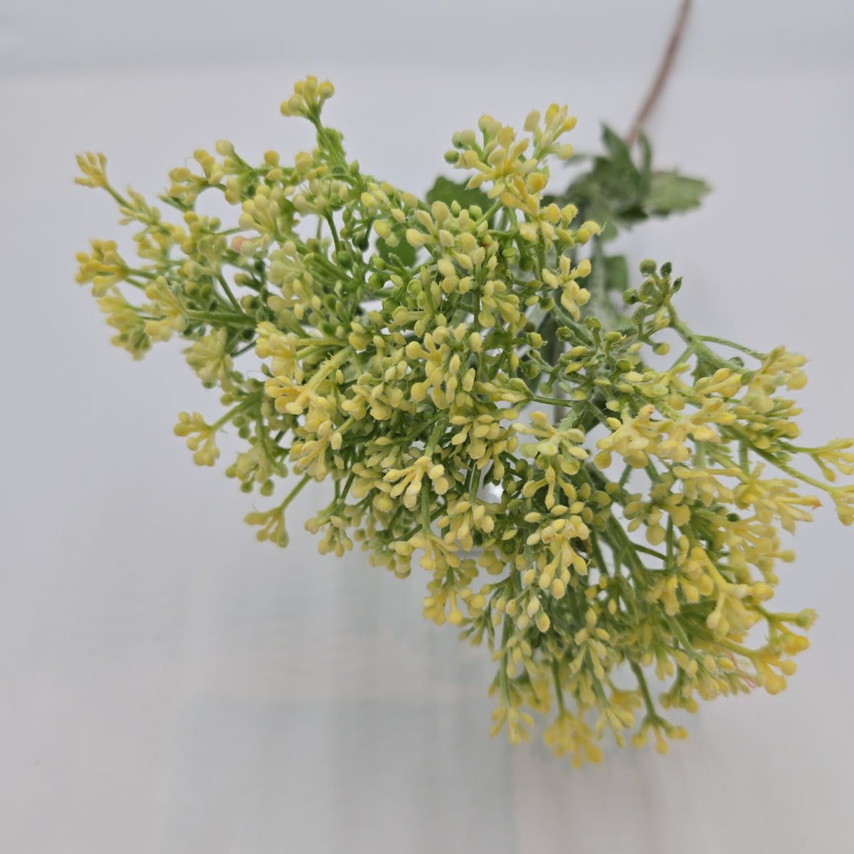 29&quot;VIBURNUM Bud--fsv001