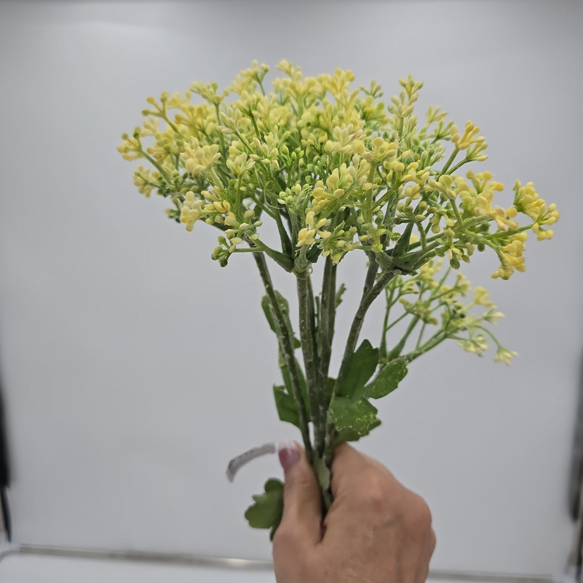 29&quot;VIBURNUM Bud--fsv001