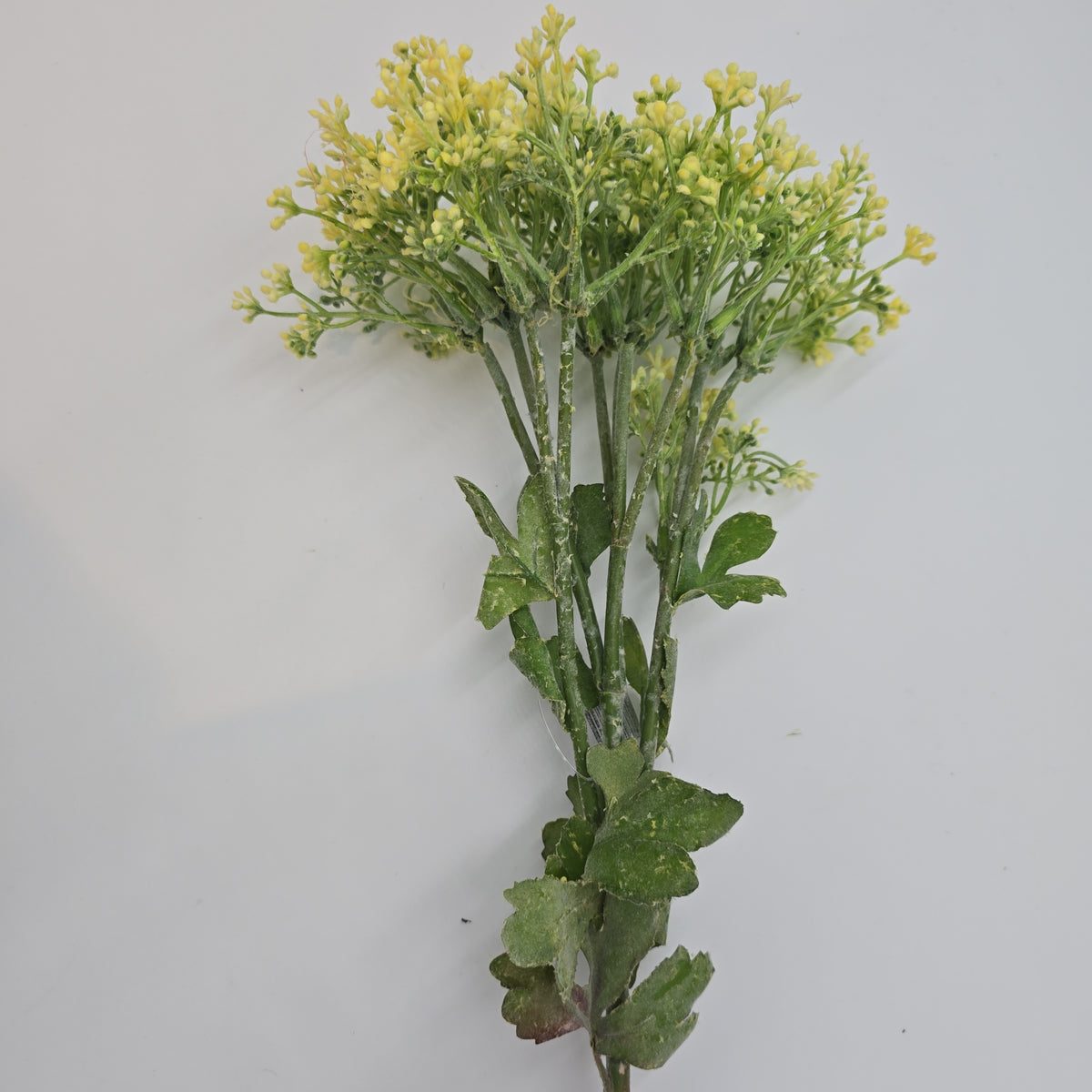 29&quot;VIBURNUM Bud--fsv001