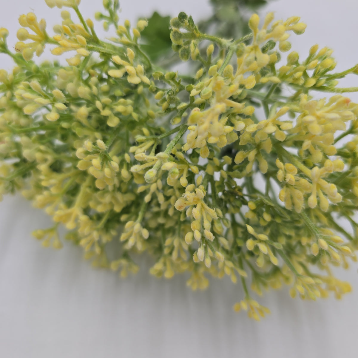 29&quot;VIBURNUM Bud--fsv001