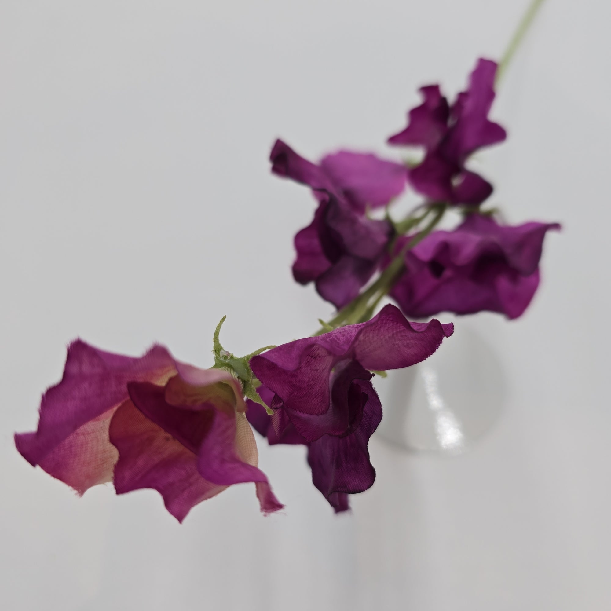 Sweet Pea--fss831