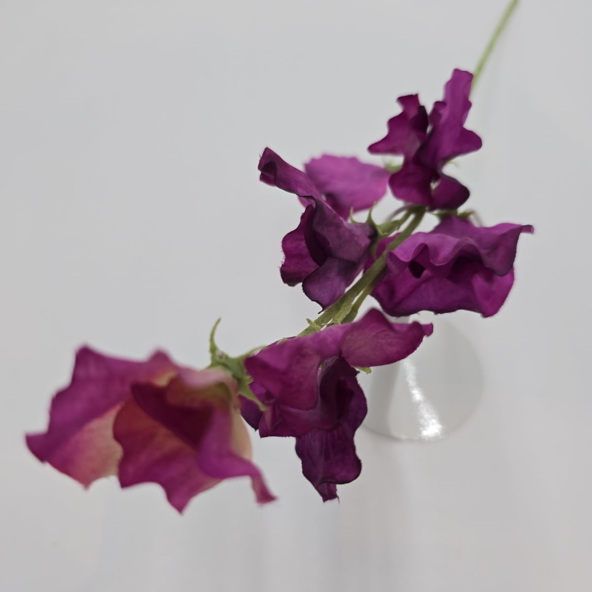 Sweet Pea--fss831