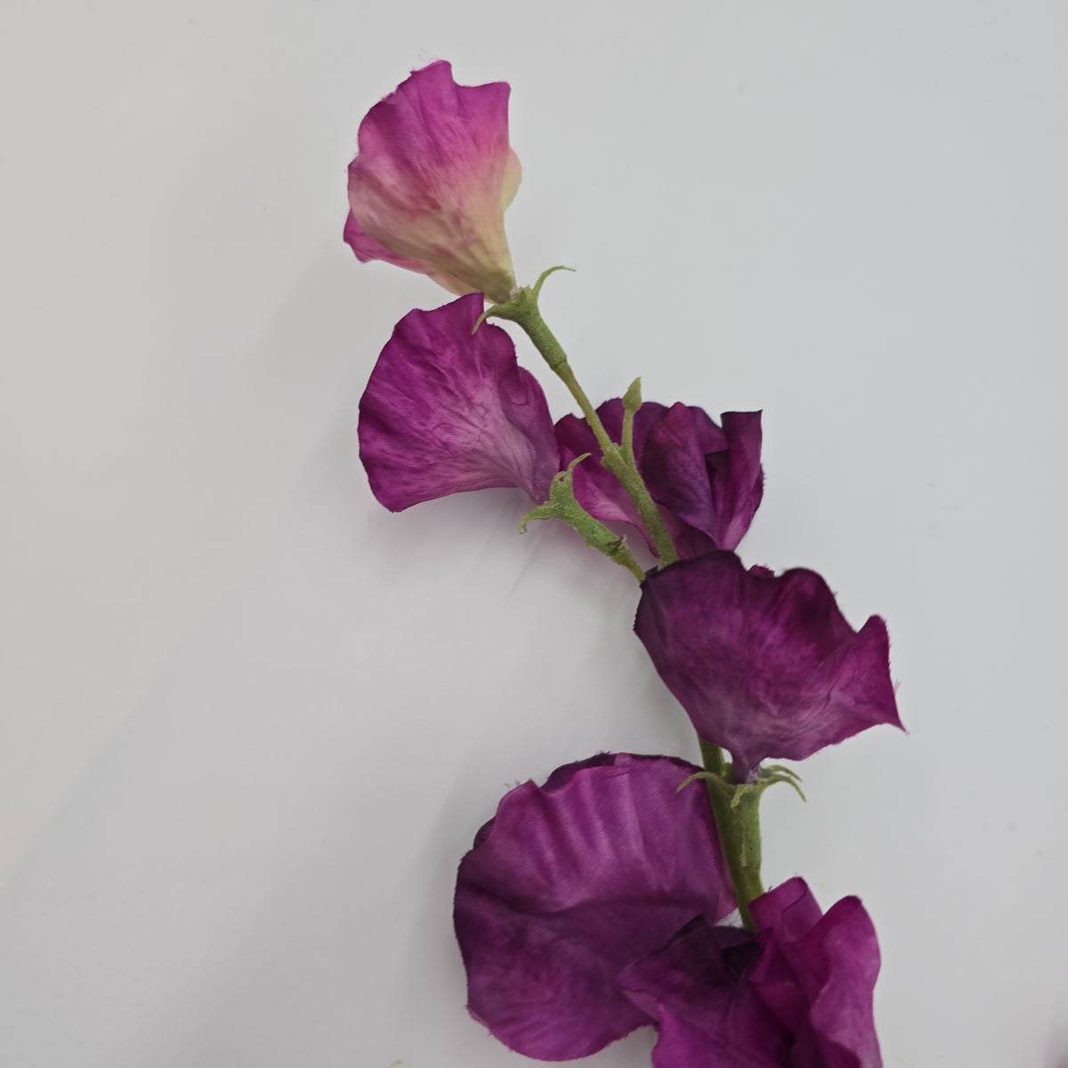 Sweet Pea--fss831