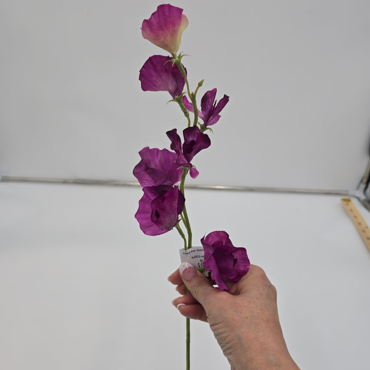 Sweet Pea--fss831
