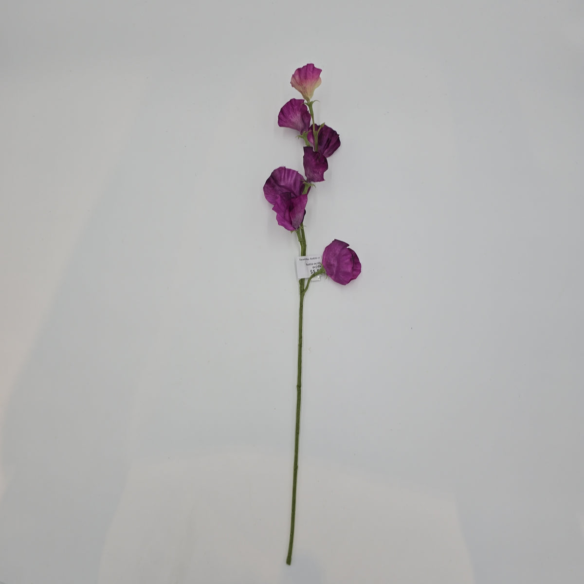 Sweet Pea--fss831