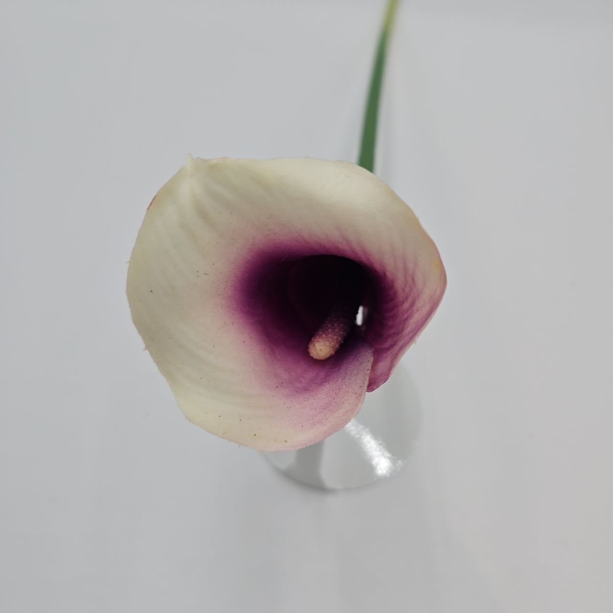 24&quot; Calla Lily--#gtl221-cr/pu