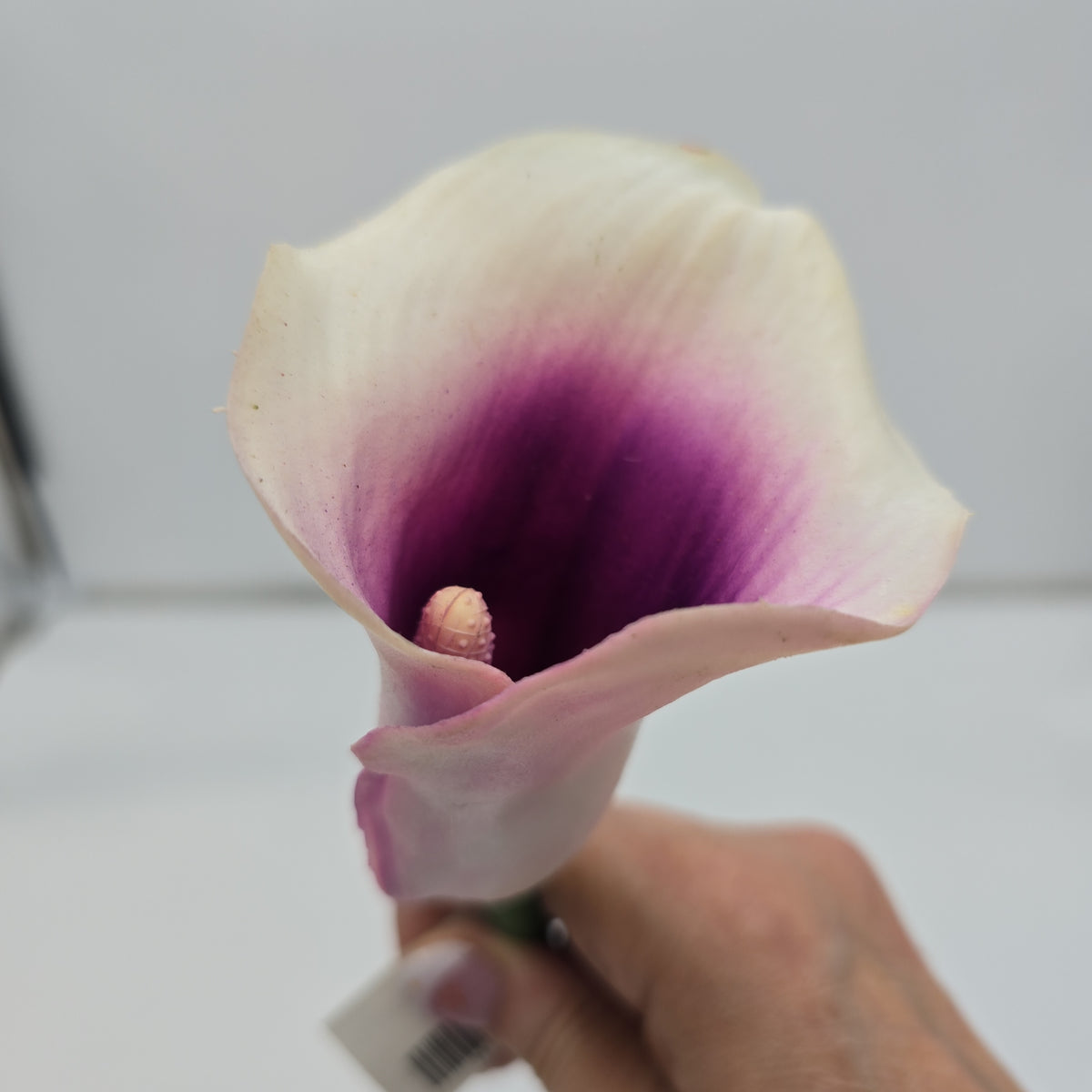 24&quot; Calla Lily--#gtl221-cr/pu