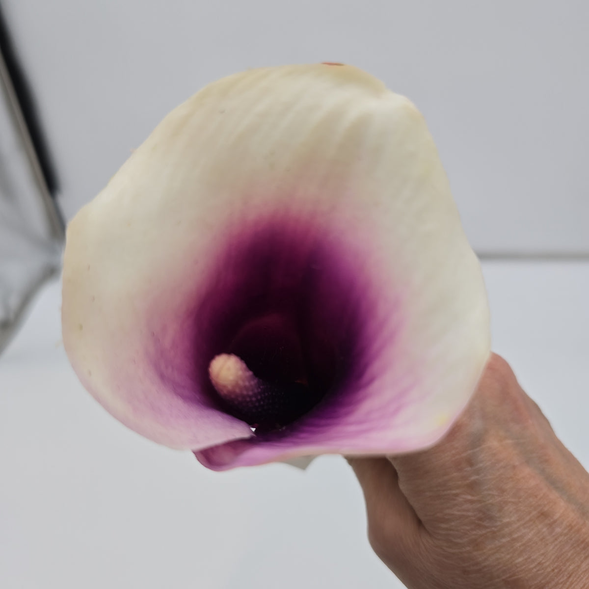 24&quot; Calla Lily--#gtl221-cr/pu