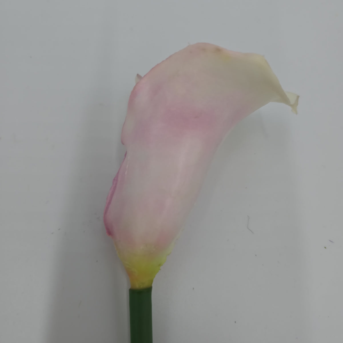 24&quot; Calla Lily--#gtl221-cr/pu