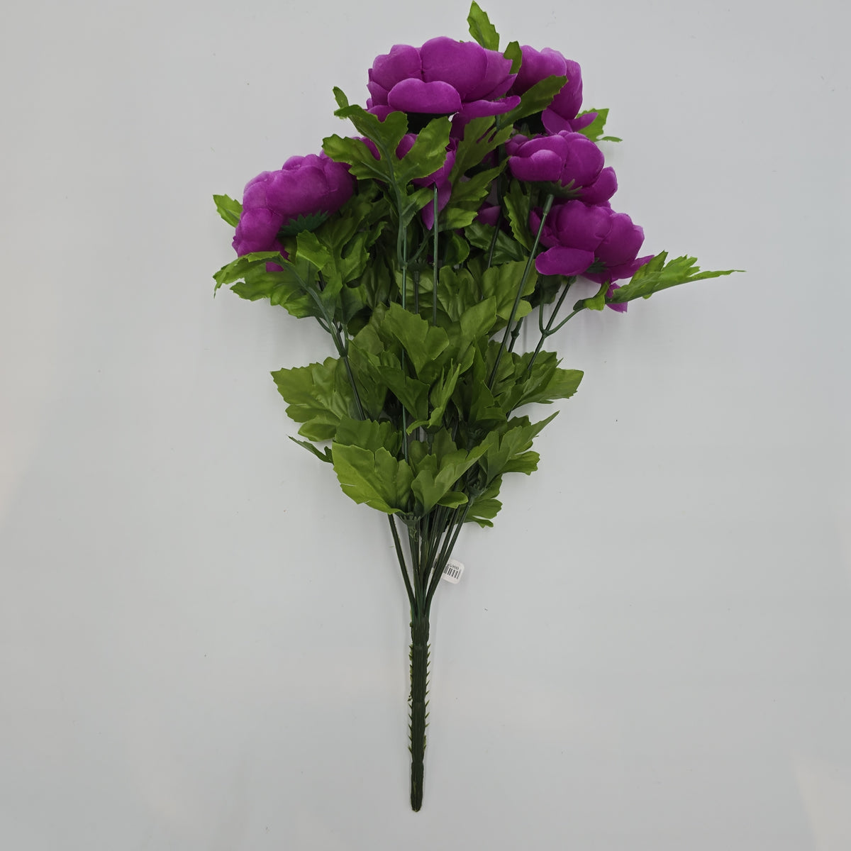 Ranunculus Bush--fbr816