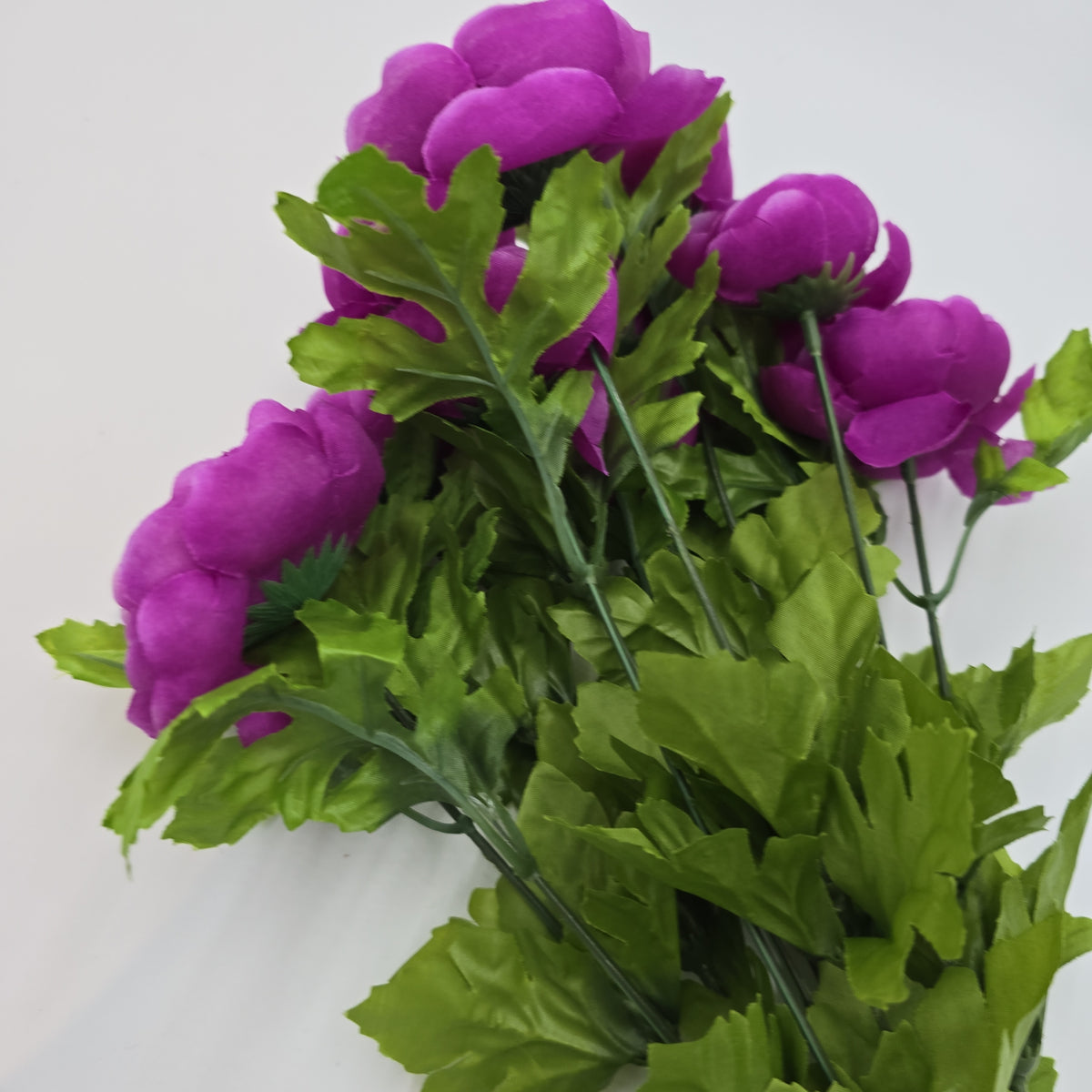 Ranunculus Bush--fbr816