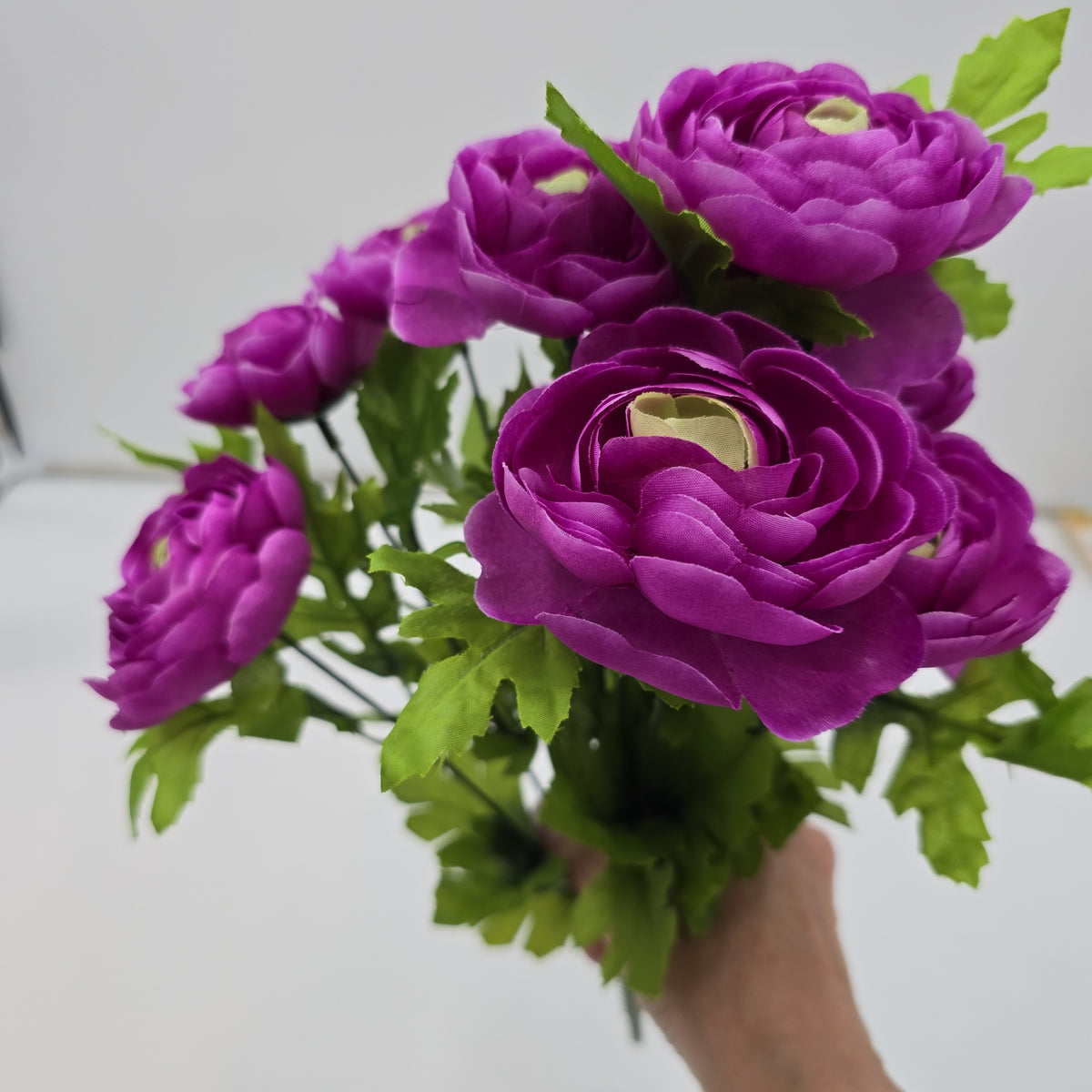 Ranunculus Bush--fbr816