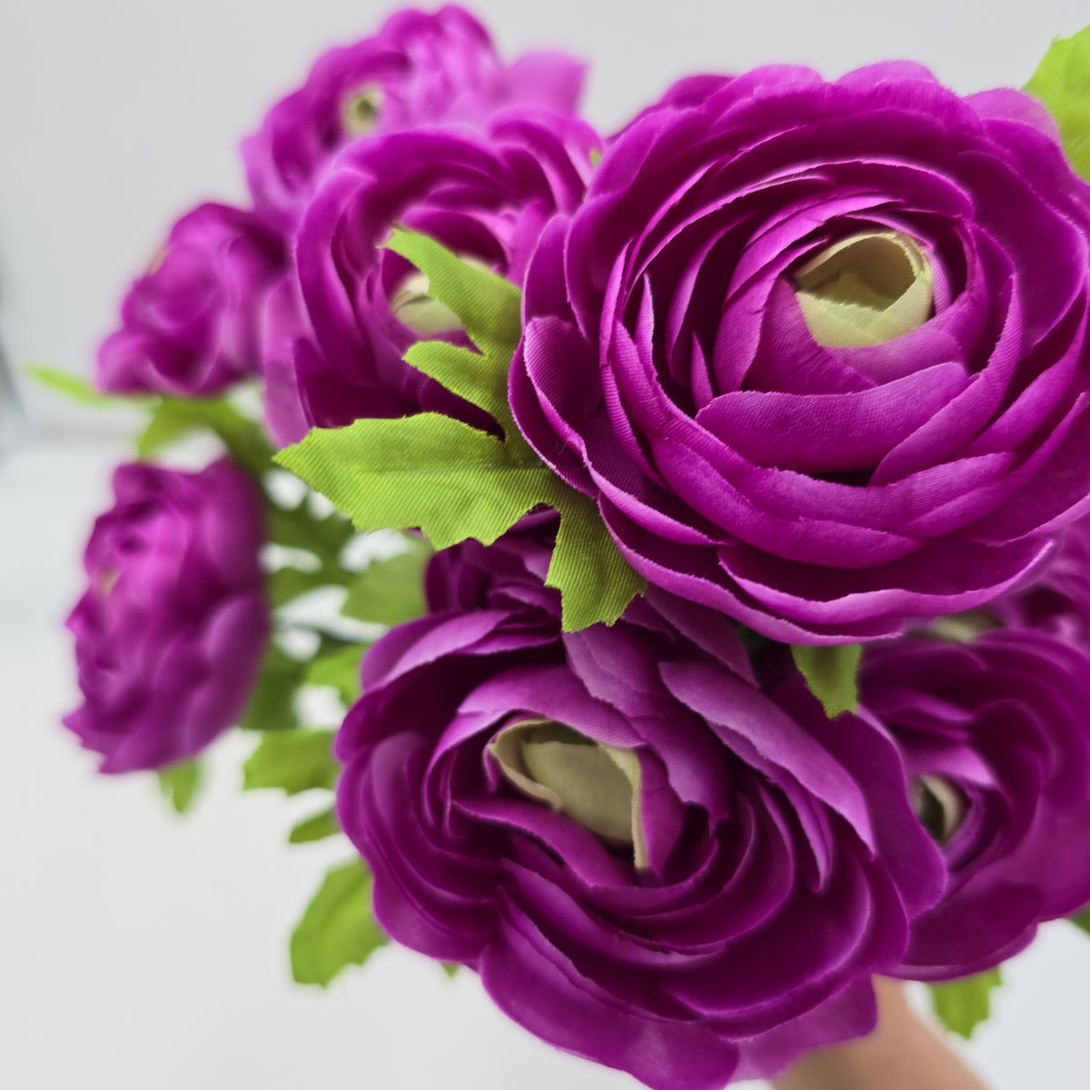 Ranunculus Bush--fbr816