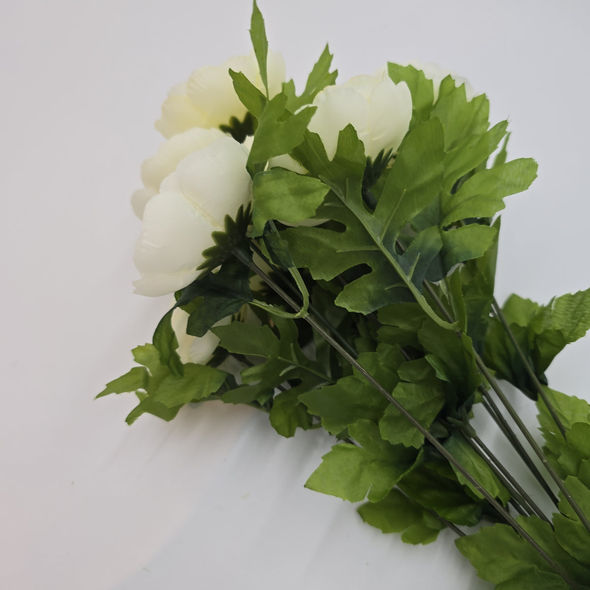 Ranunculus Bush--fbr816