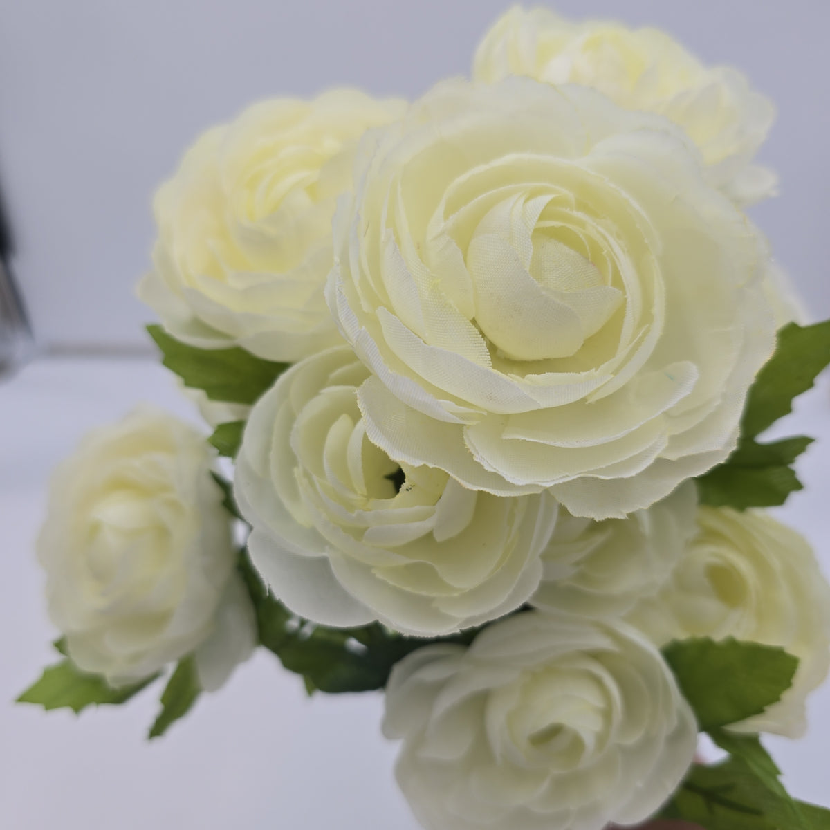 Ranunculus Bush--fbr816