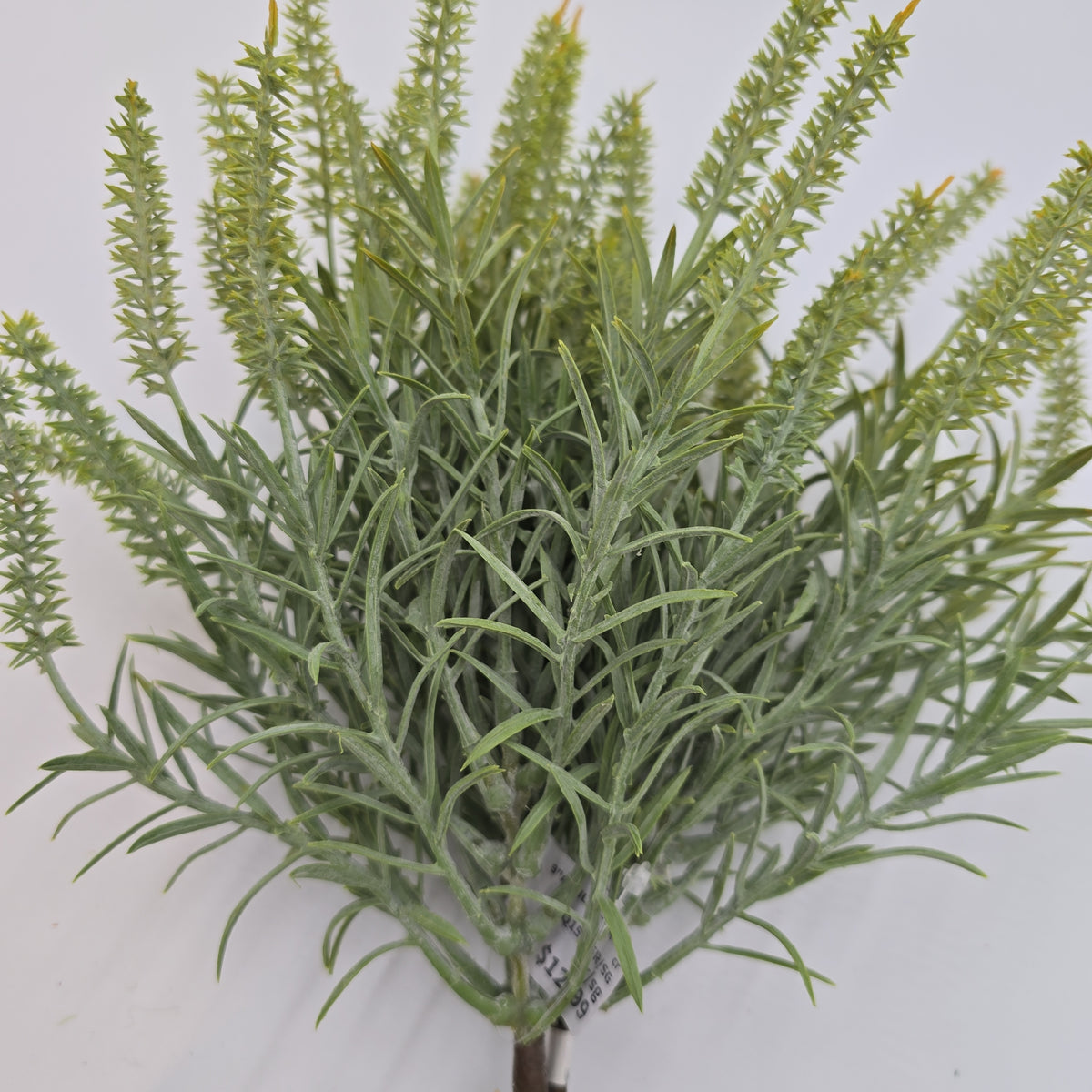 Astilbe Bundle-9&quot; #fbq152