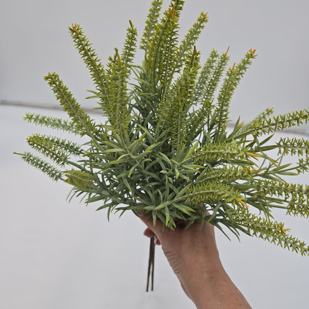 Astilbe Bundle-9&quot; #fbq152