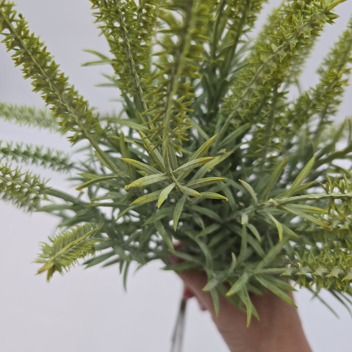 Astilbe Bundle-9&quot; #fbq152