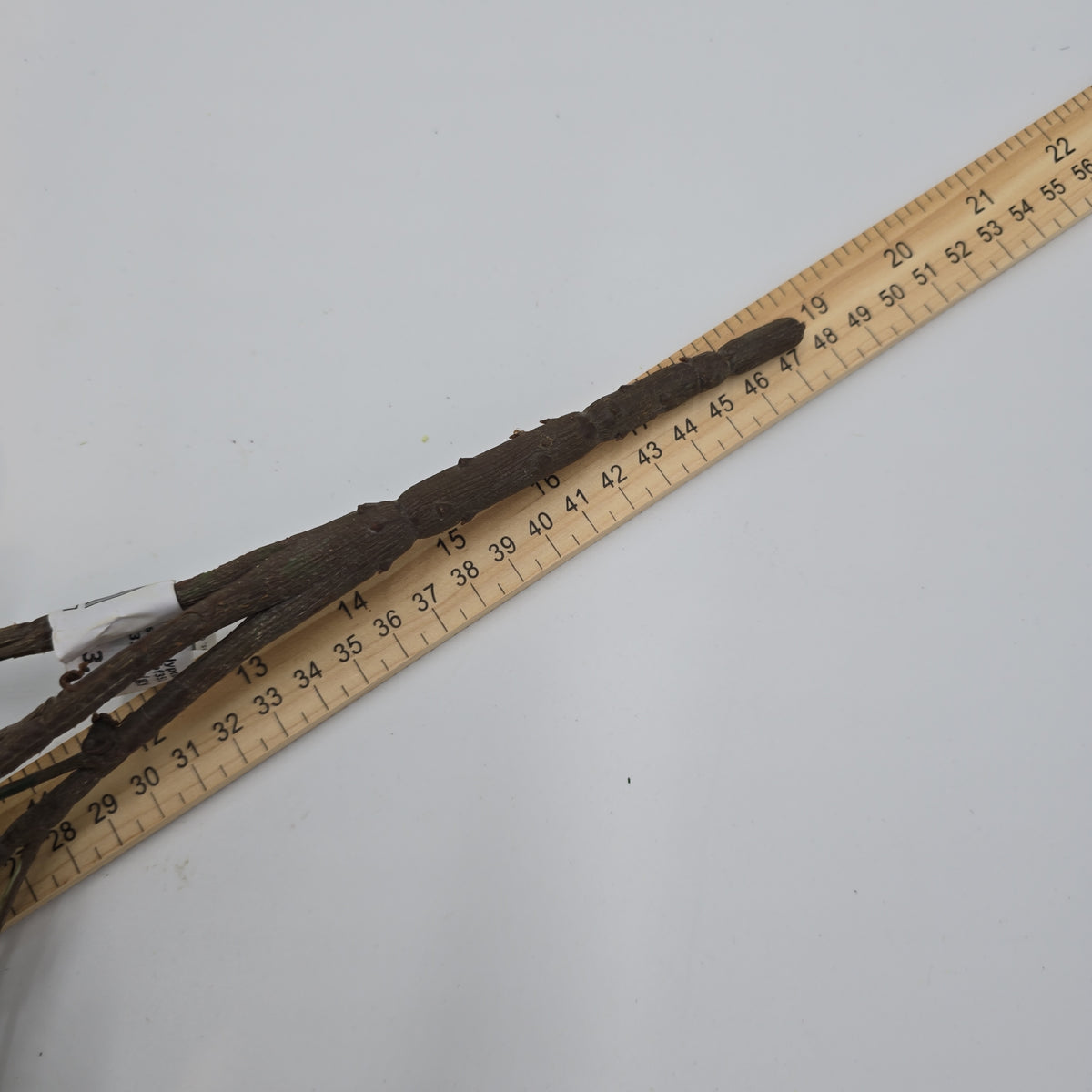 19&quot; Eucalyptus Bush--#pbf351