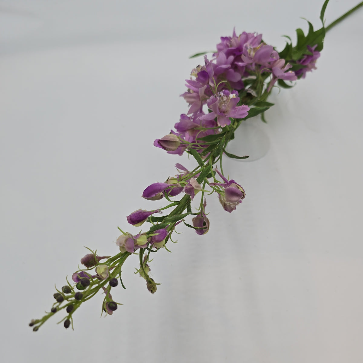 Delphinium--#win98389