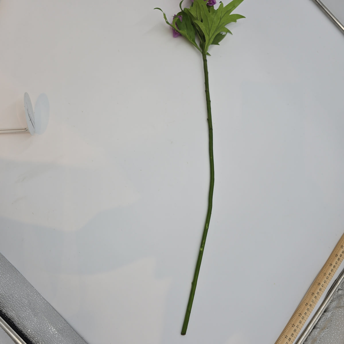 Delphinium--#win98389