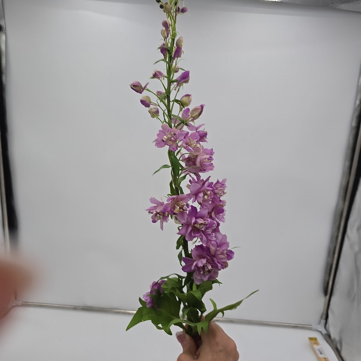 Delphinium--#win98389