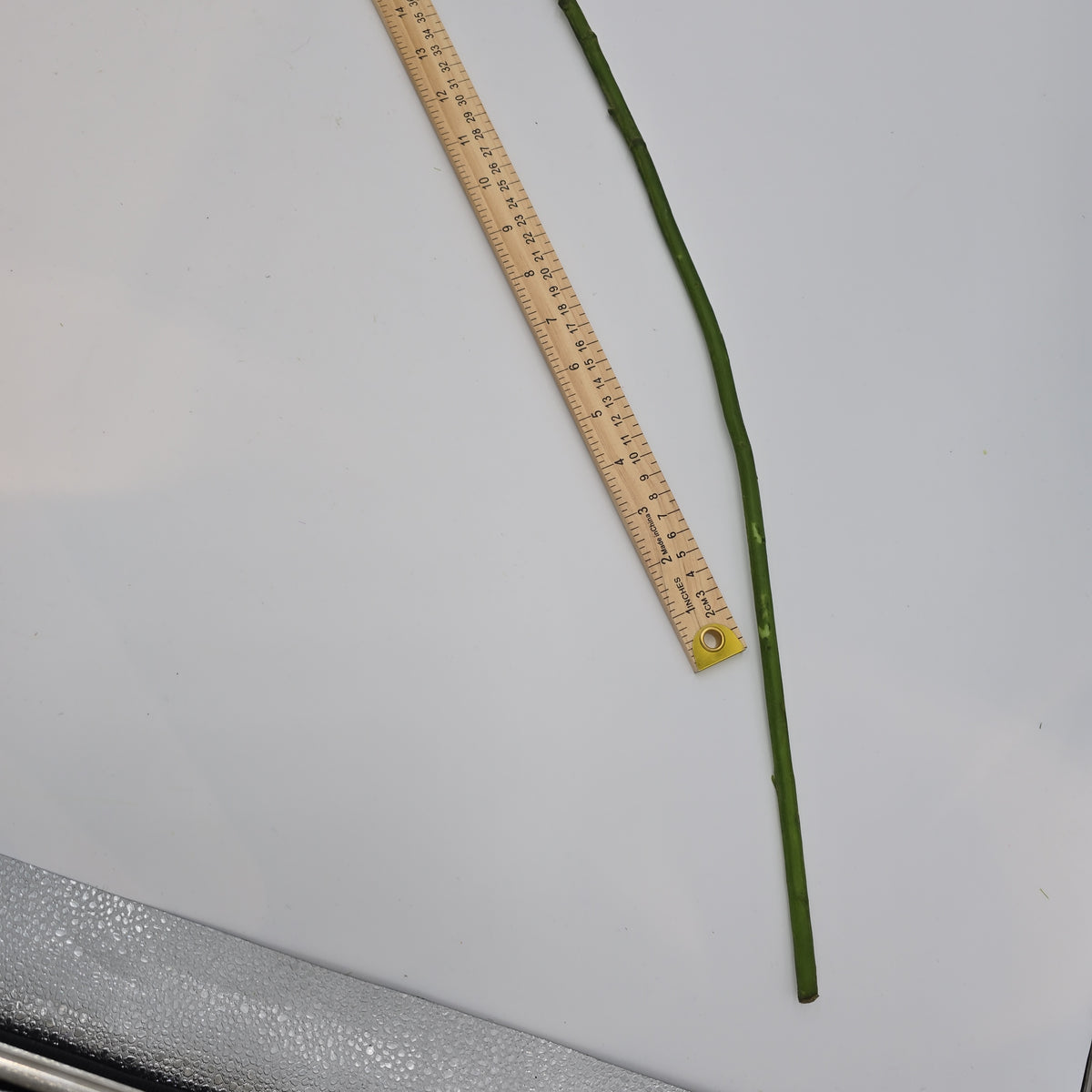 Delphinium--#win98389