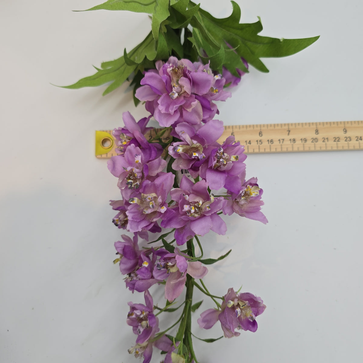 Delphinium--#win98389