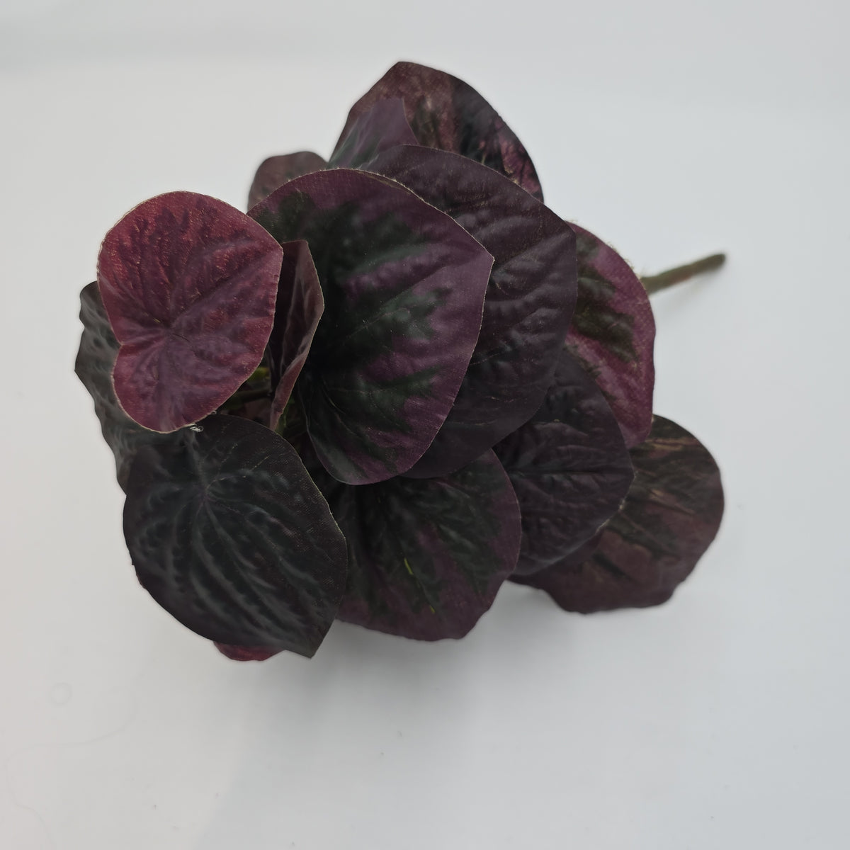 11&quot;PEPPEROMIA--pbp111-bu