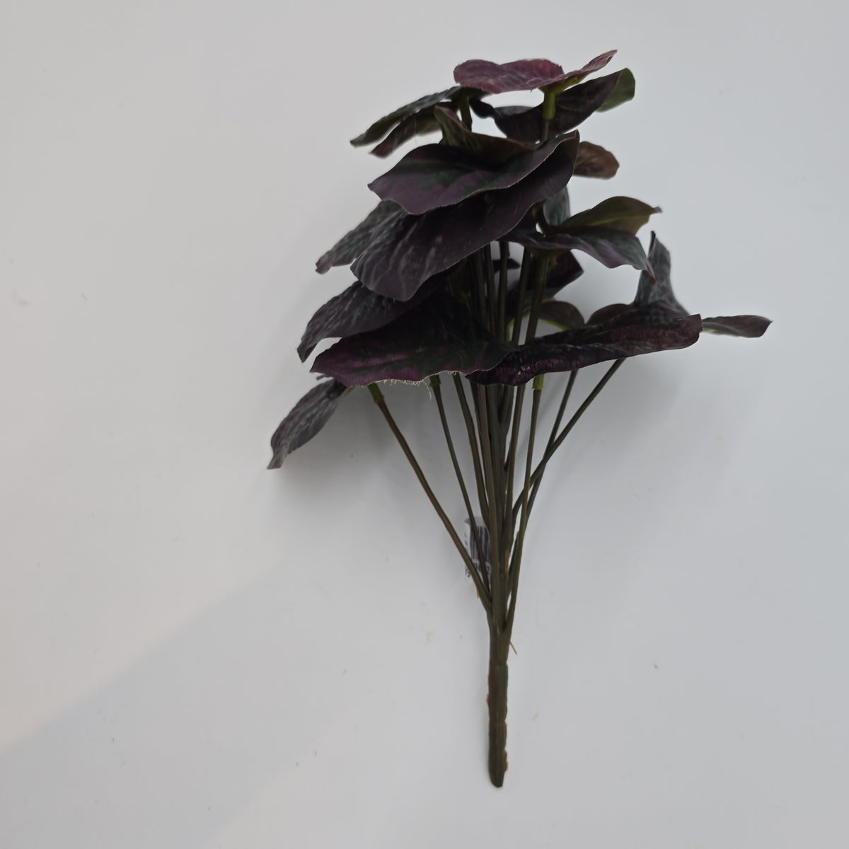 11&quot;PEPPEROMIA--pbp111-bu