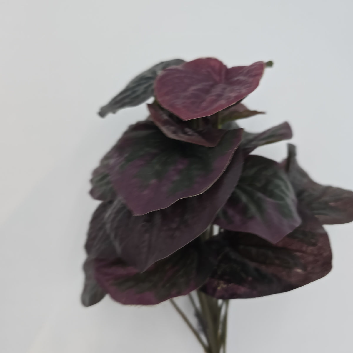 11&quot;PEPPEROMIA--pbp111-bu