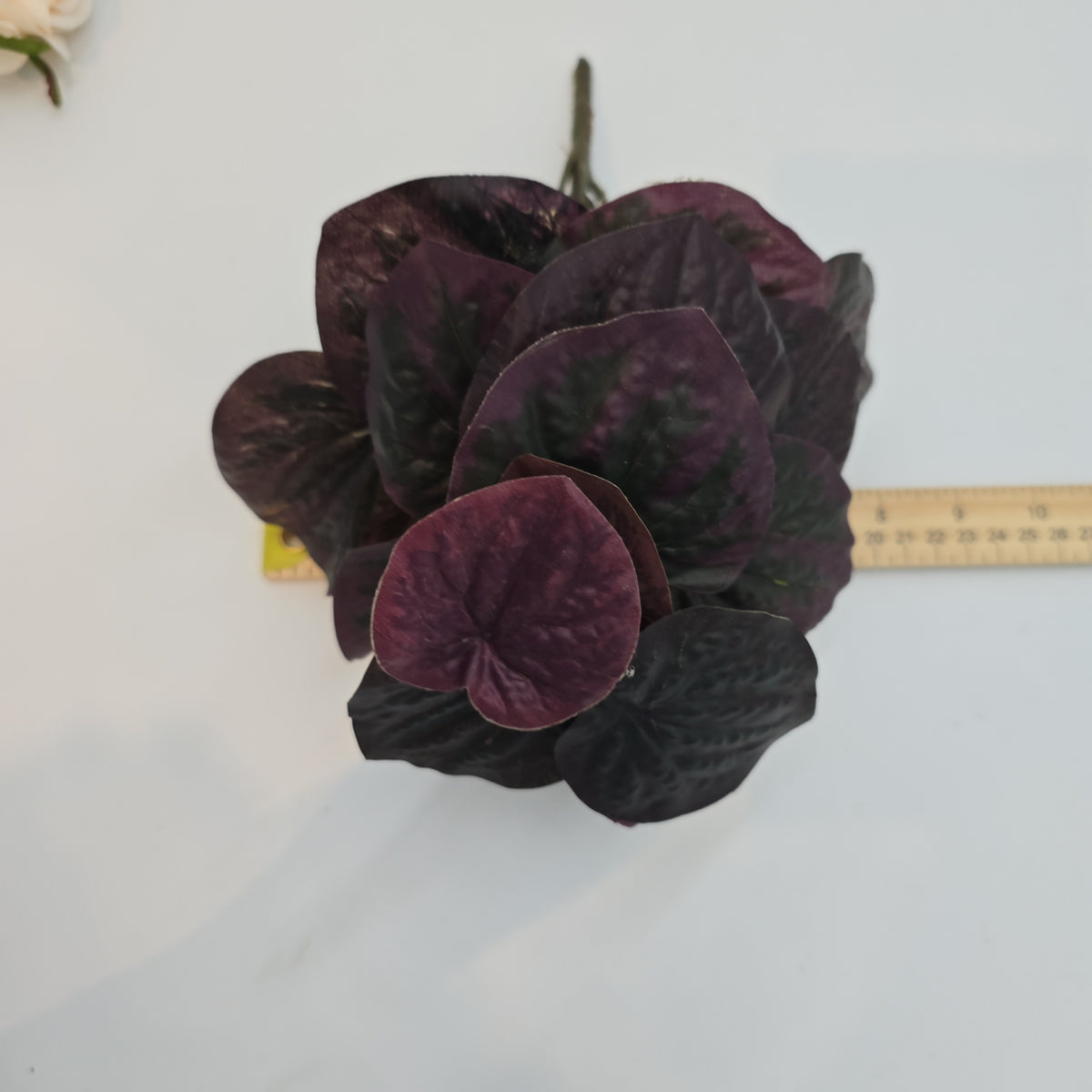 11&quot;PEPPEROMIA--pbp111-bu