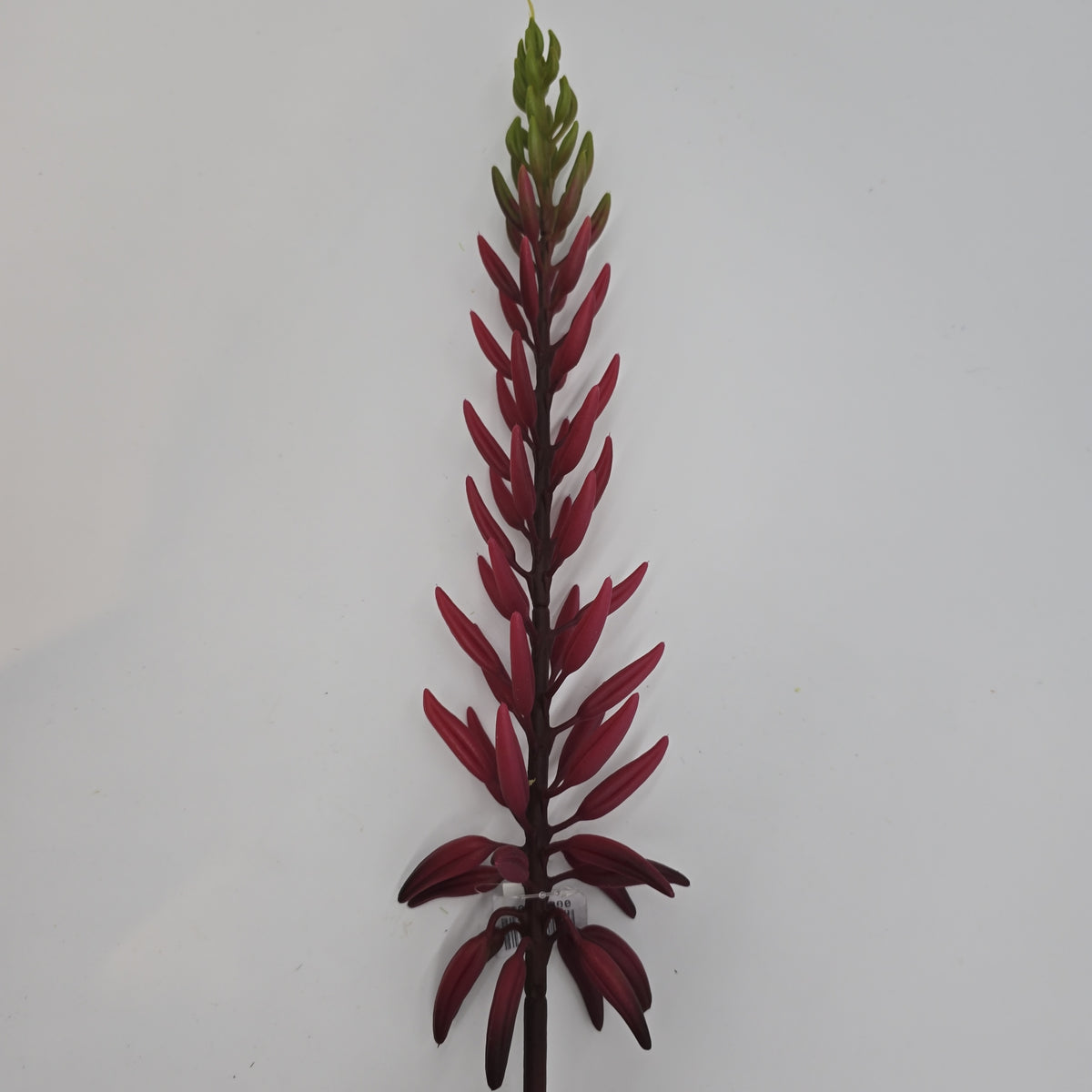 28&quot;AGAVE--fsa175