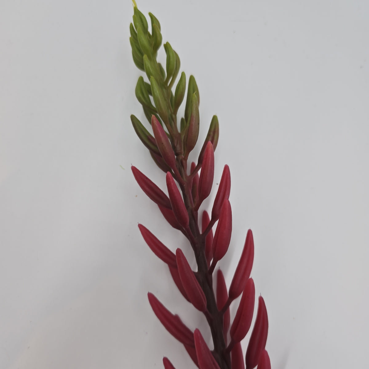 28&quot;AGAVE--fsa175