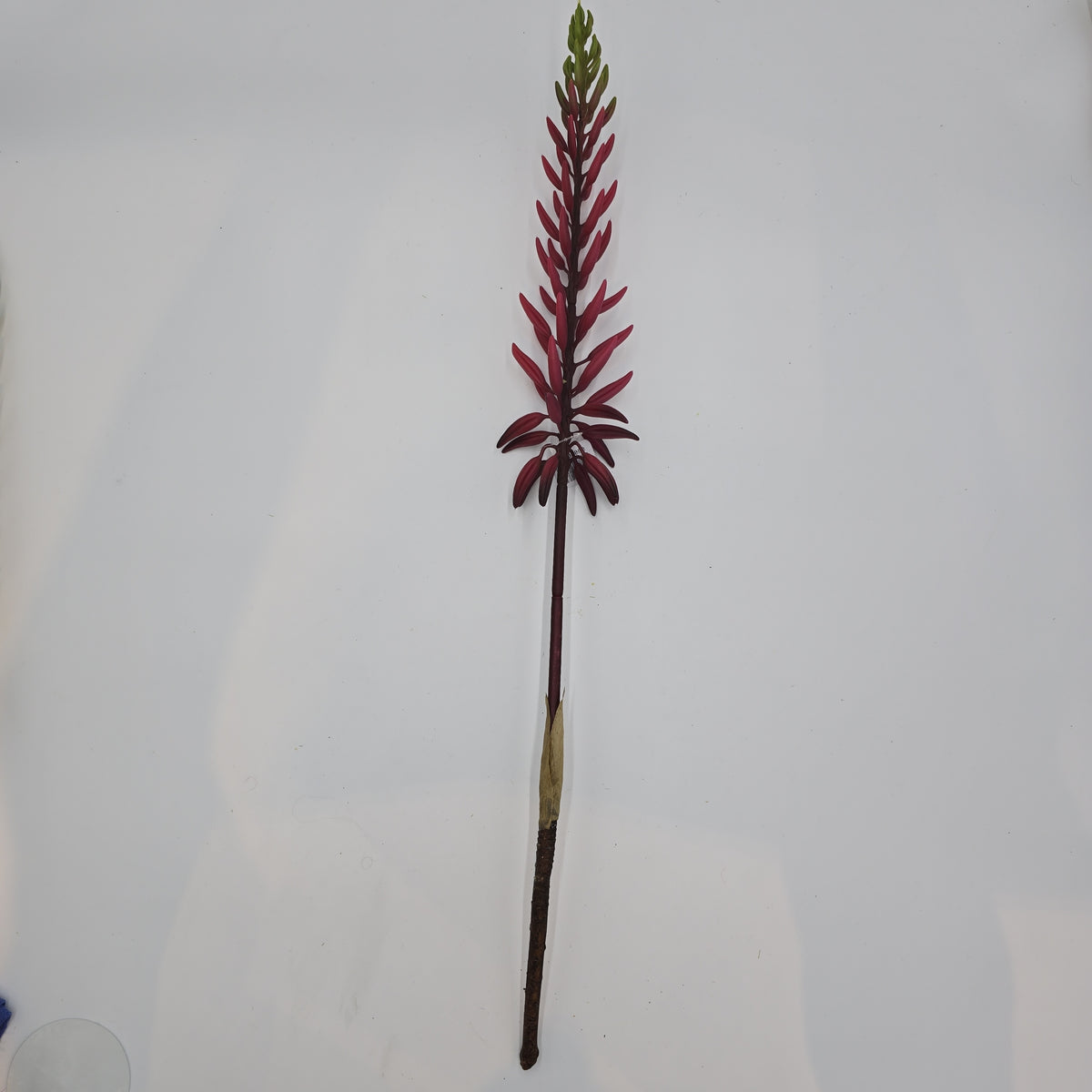 28&quot;AGAVE--fsa175