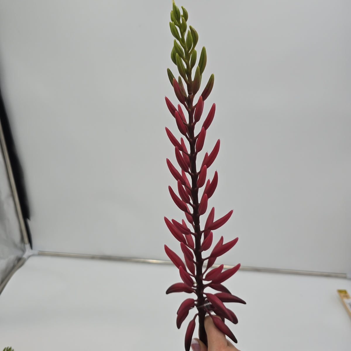 28&quot;AGAVE--fsa175