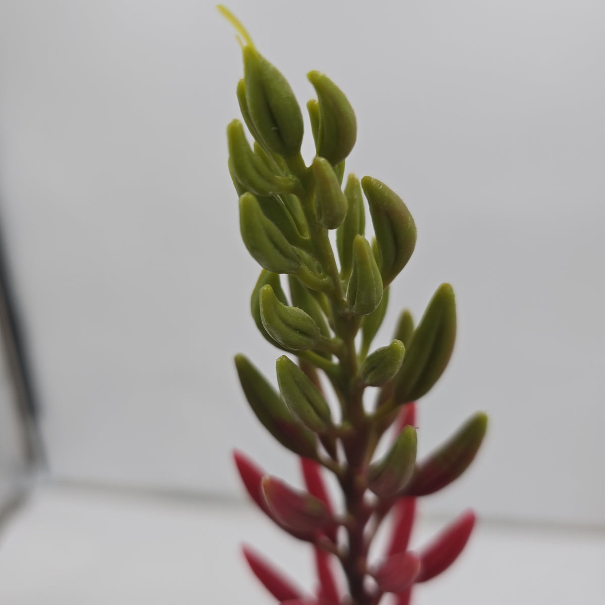 28&quot;AGAVE--fsa175